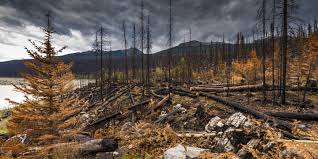 wild fire damage to Jasper National Park