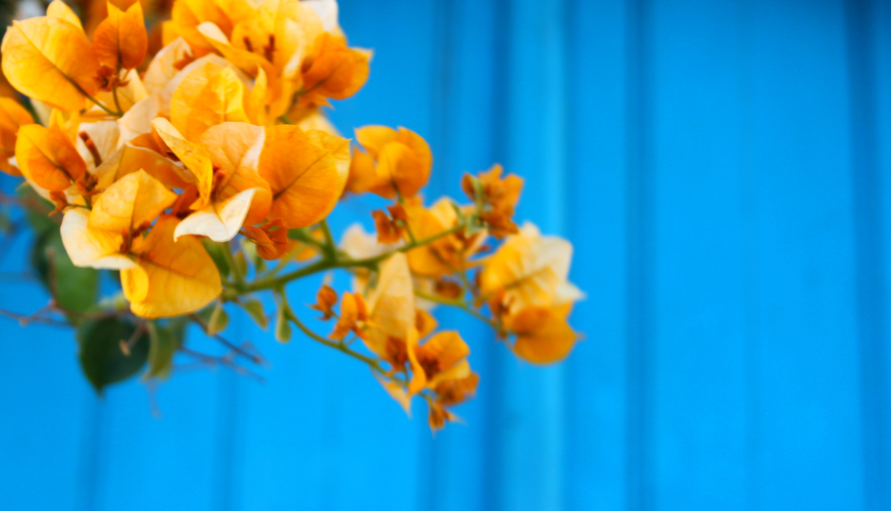 Orange flowers with a blue background