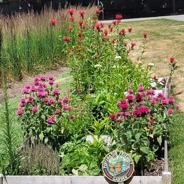 Pollinator garden 