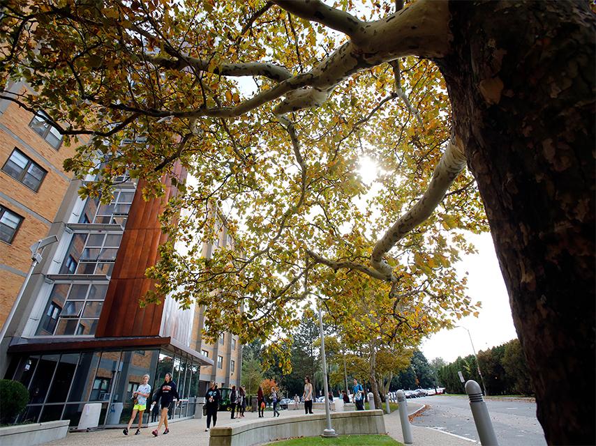 Trees in front of Peabody. 