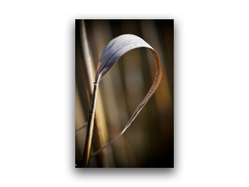 Ashley Hobbs - Grass - Nature Photography 