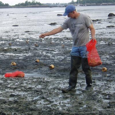 man wearing thigh-high rubber boots, walking in muddy low tide, sprinkling stuff from out of a red bag in his hand