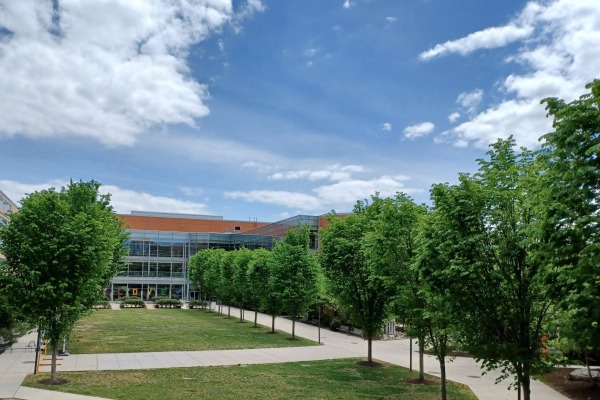 Grassy quadrangle surrounded by trees