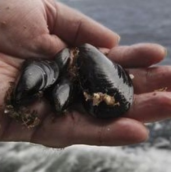 A group of mussels held by Salem State marine biologist Mark Fregeau.