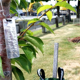 Trees were planted through the Greening the Gateway Cities program in recent years, including these trees found along the multi-use path behind the Stanley Building on Canal Street, Salem.